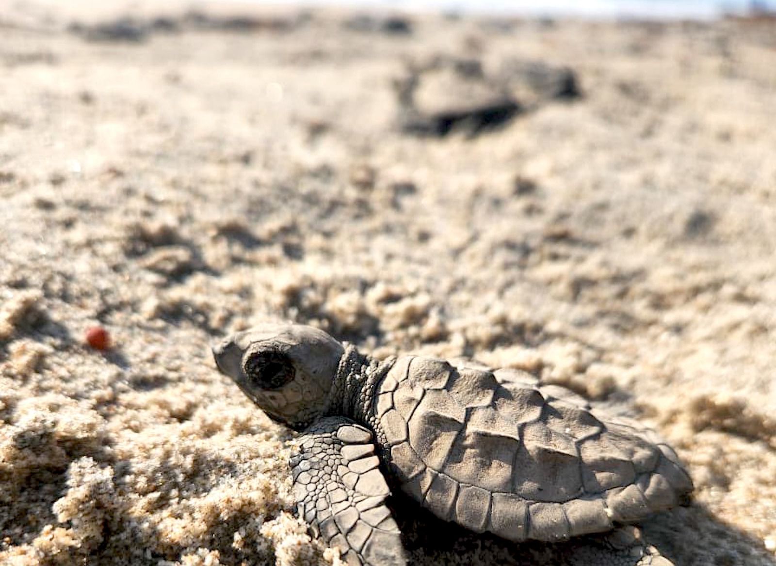 Inician en Tamaulipas primeras liberaciones de tortuga lora de la temporada 2026