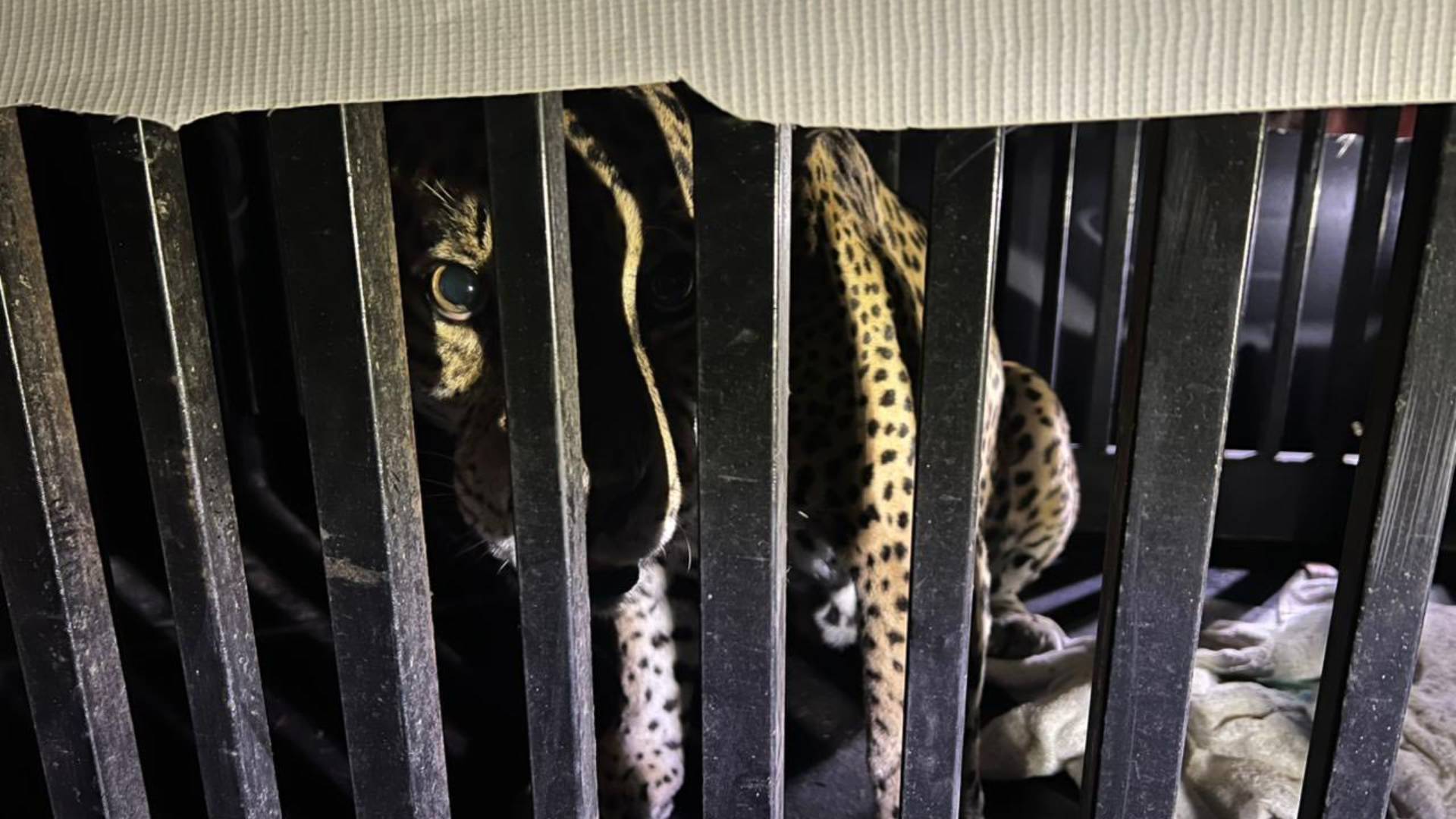 Rescatan a jaguar atrapado en trampa para jabalí en Tamaulipas