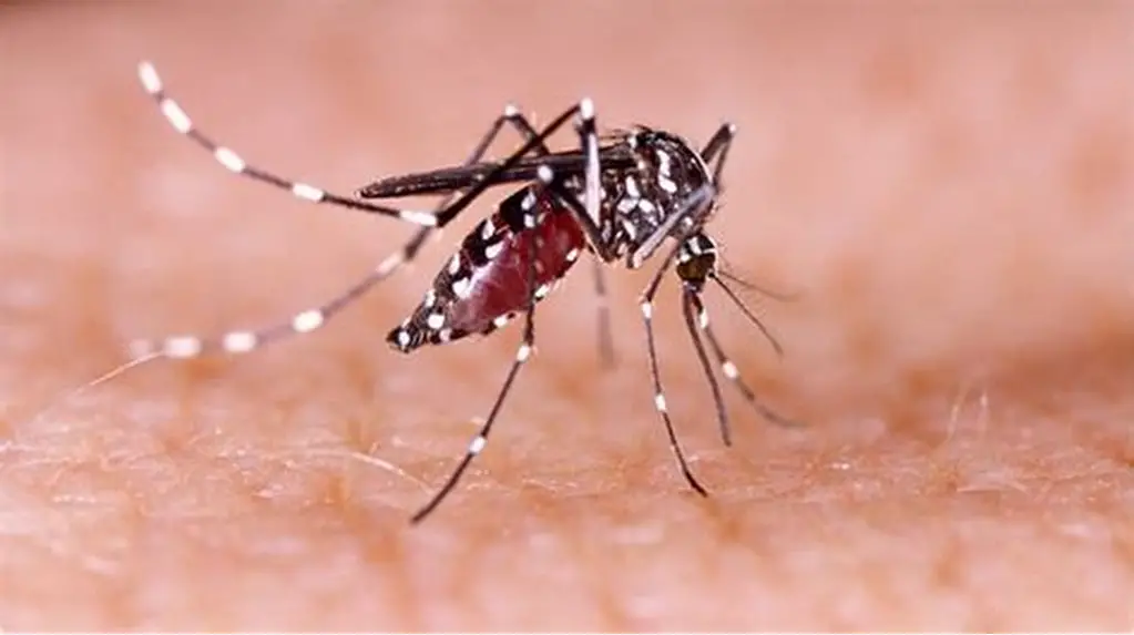 Alertan por aumento de casos de dengue en Tamaulipas