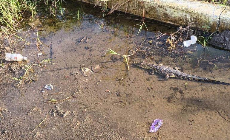 Alertan por cría de cocodrilo frente a escuela primaria de Altamira