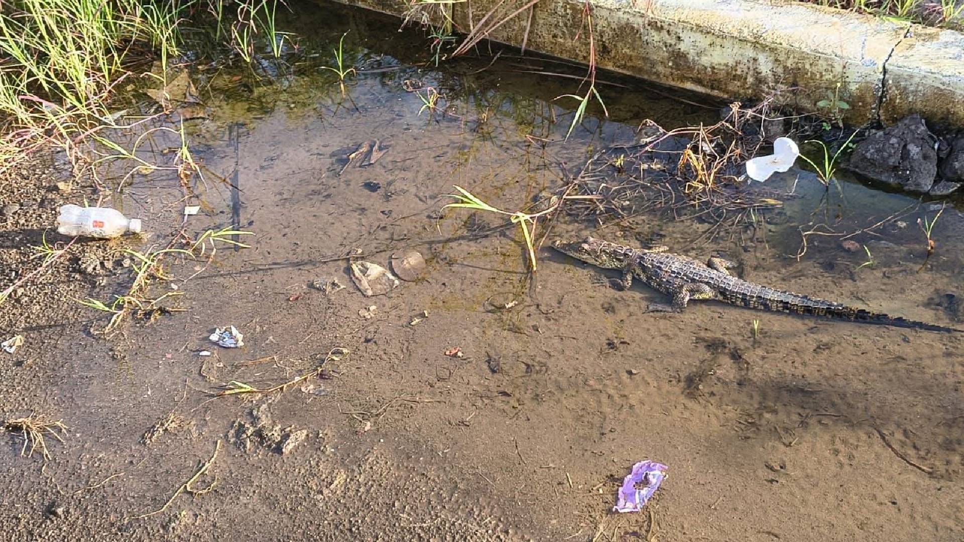 Alertan por cría de cocodrilo frente a escuela primaria de Altamira
