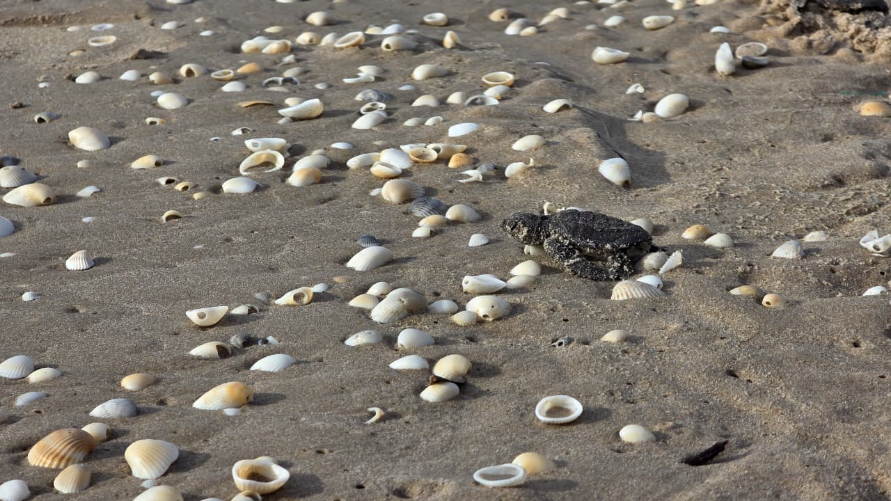 Más de 220 mil crías de tortuga lora han sido liberadas en Tamaulipas