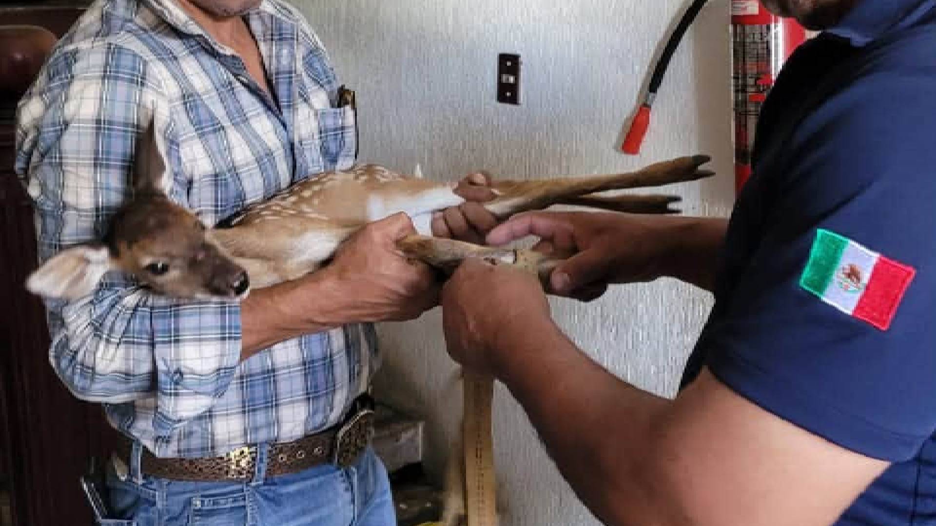 Rescatan a “Bambi” en libramiento de Ciudad Victoria