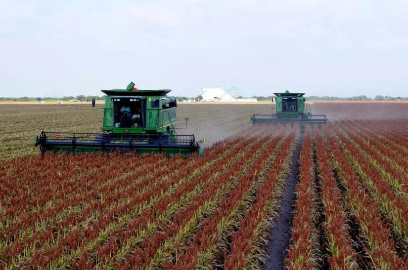 Sorgo mantiene a Tamaulipas en la cima, pero producción enfrenta fuerte caída