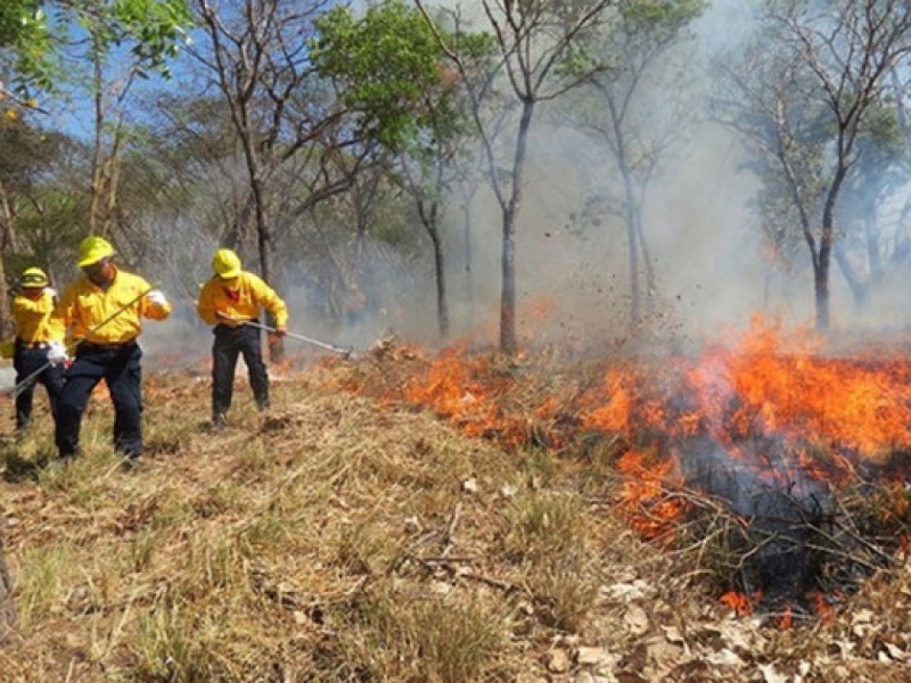 Alertan por incremento de incendios; la mayoría son provocados por actividades humanas