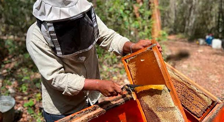 Tamaulipas busca exportar 78 toneladas de miel a Estados Unidos
