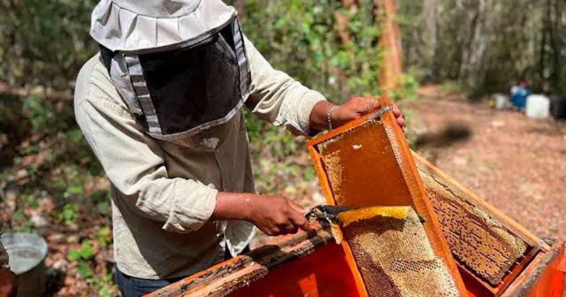 Tamaulipas busca exportar 78 toneladas de miel a Estados Unidos