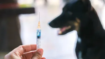 Aplicará Tamaulipas 80 mil vacunas antirrábicas en todo el estado