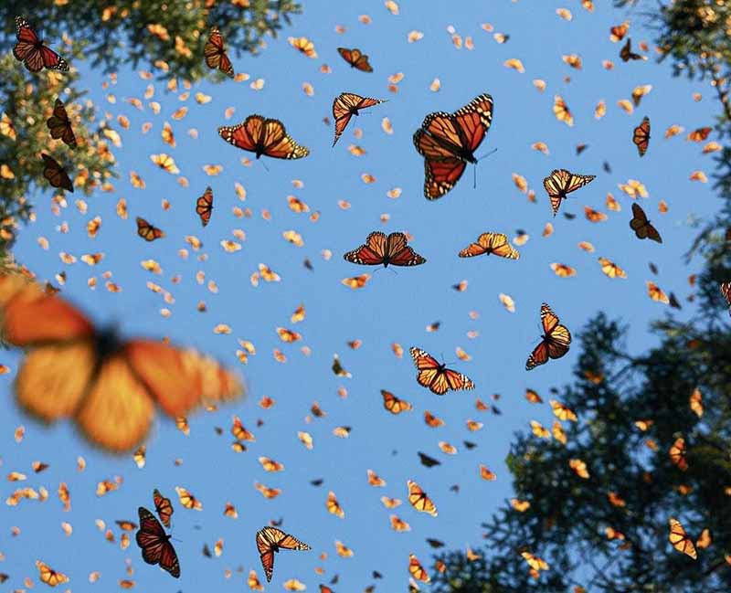 Escasez de floración podría dificultar paso de la mariposa monarca por Gómez Farías
