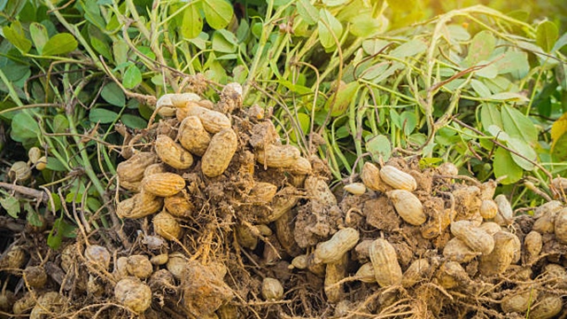 Escasez de agua afecta producción de cacahuate en la región