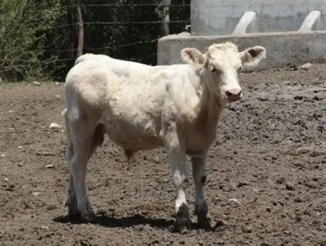 Becerros de más de 200 kilos alcanzan mejores precios en el mercado nacional