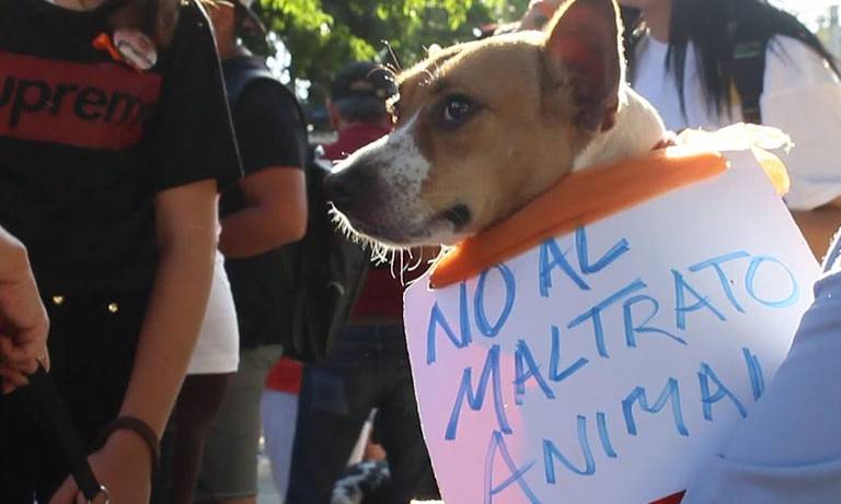 Animalistas llaman a denunciar el maltrato animal a través del 089