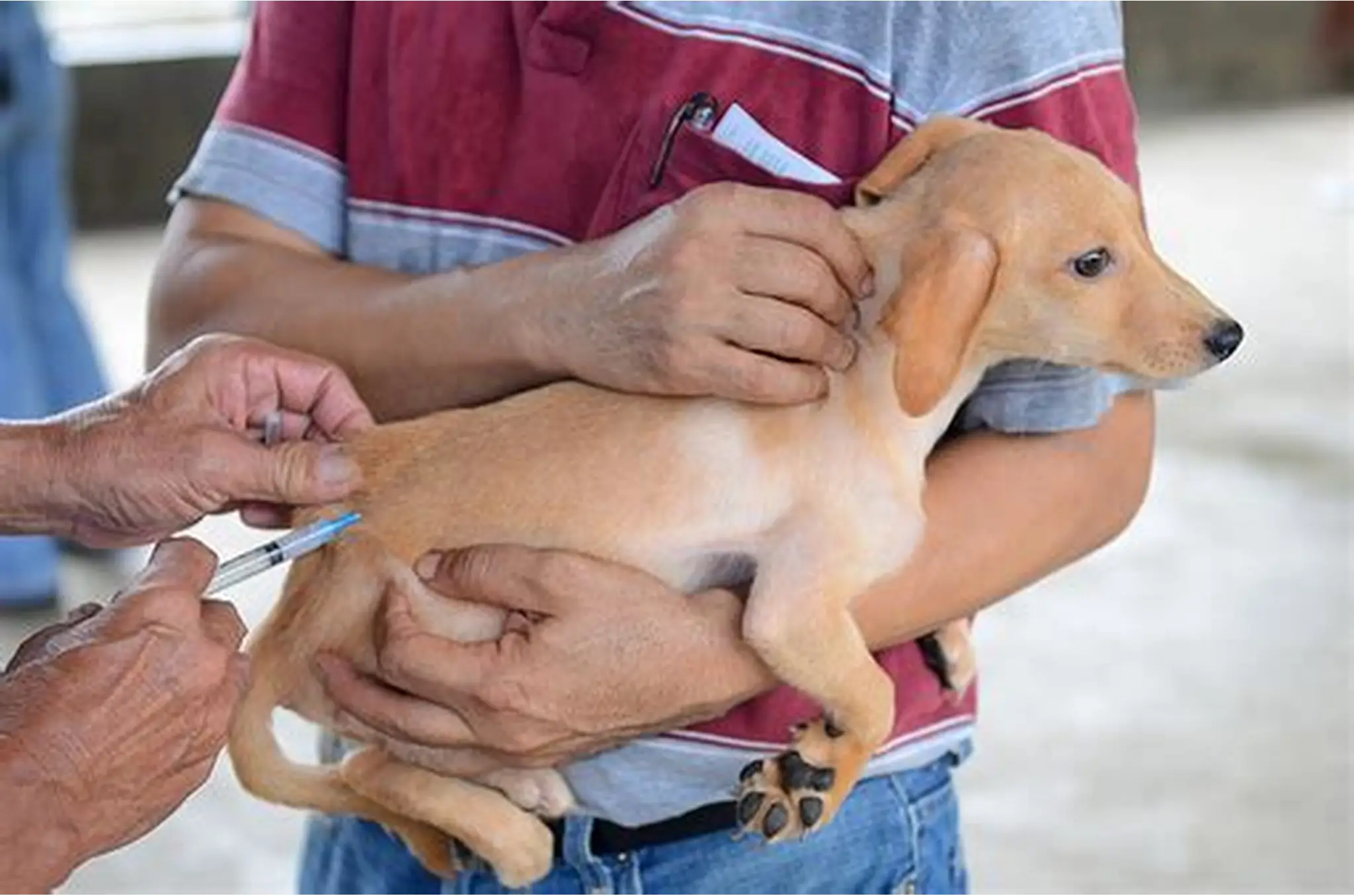 Tamaulipas aplica más de 264 mil vacunas antirrábicas a perros y gatos