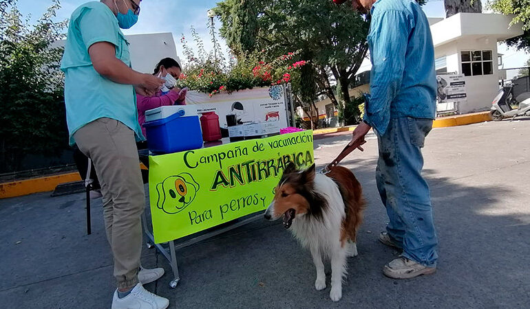Aplican últimas dosis para concluir campaña antirrábica