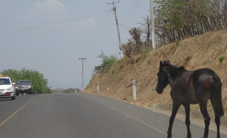 Proponen prohibir ganado y animales sueltos en calles y carreteras de Tamaulipas
