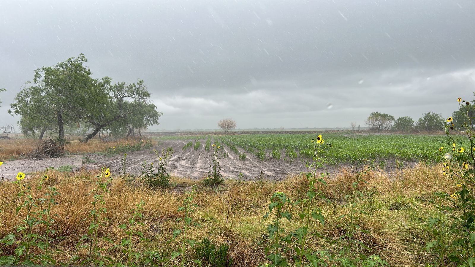 Lluvias benefician al sector agrícola; en el norte de Tamaulipas se acumulan más de 8 pulgadas