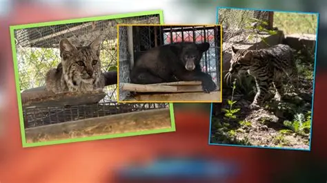 Zoológico Tamatán resguarda especies silvestres rescatadas en Tamaulipas